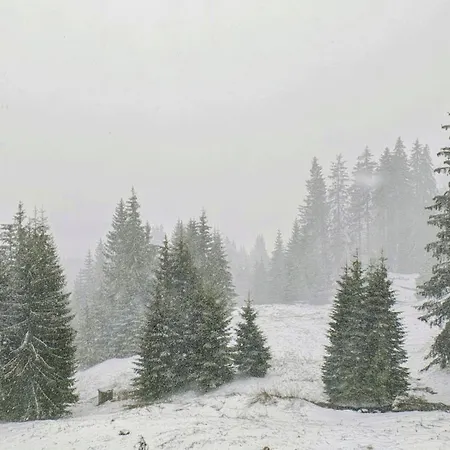 Tulip Aparts Apartment *